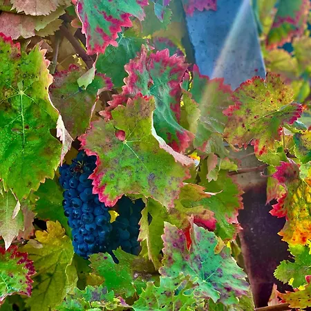 A Passo Lento Nel Castello Di Collepino -