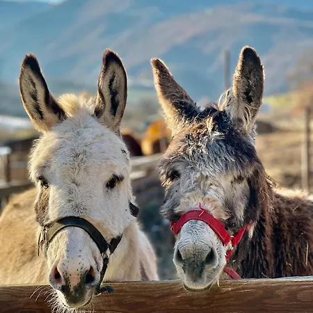 Feriehus A Passo Lento Nel Castello Di Collepino -